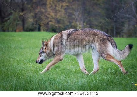 Gray Dog Breed Czechoslovakian Wolfdog (czechoslovakian Wolves Dog) Runs On The Grass Outdoors, In S
