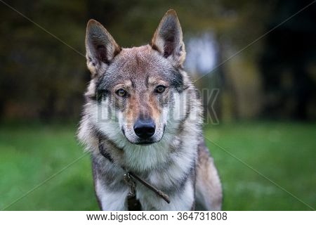 Portrait Of A Dog Of The Czechoslovakian Wolfdog Breed (czechoslovakian Wolves Dog) In A Collar In S