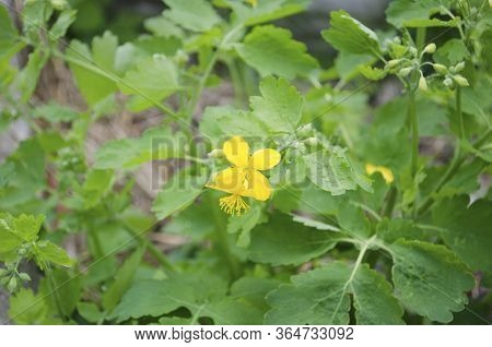 Large Flowers Of Celandine In The Grass. Spring Flowering Of Medicinal Herbs.