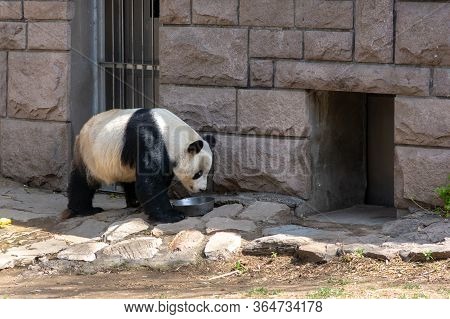 Beijing / China - April 10, 2016: Cute Giant Panda Eating At Beijing Zoo, China