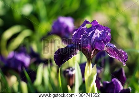 Blooming Purple Iris Flower With Water Drops After Rain In Morning Sunlight. Closeup