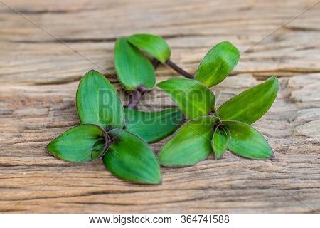 River Spiderwort Leaf Organic Herbs On The Old Wooden Table, Thai Herbs.