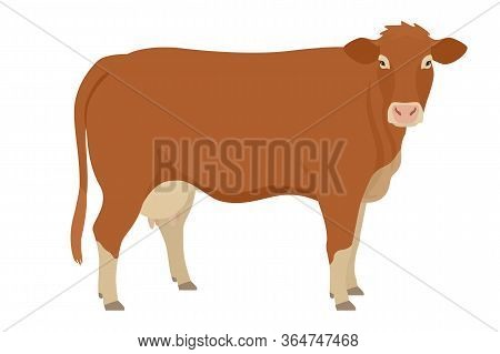 Limousin Cow  Breeds Of Domestic Cattle Flat Vector Illustration Isolated Object On White Background