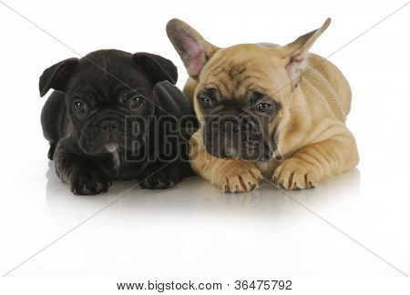 littermates - dois filhotes de cachorro do buldogue francês sobre fundo branco - 8 semanas de idade