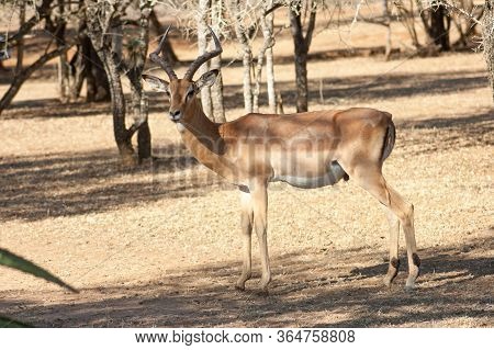 A Single Wild Deer In A Safari Park In Africa