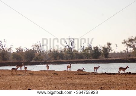 A Group Of Wild Deer In A Safari Park In Africa. These Fast Agile Animals Are Hunted By The Larger A