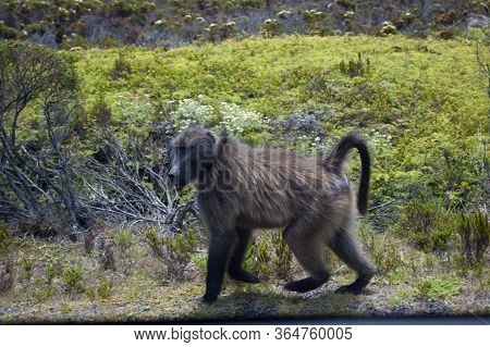 A Lone Baboon Strolling In The Wilderness Of The Cape Peninsula. Baboons Are Primates Comprising The