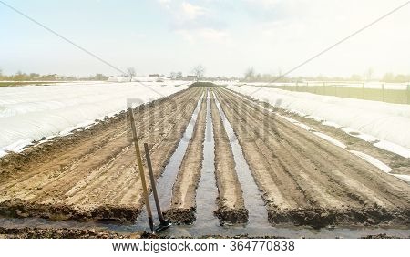 Watering Rows Of Carrot Plantations In An Open Way. Heavy Copious Irrigation After Sowing Seeds. Moi