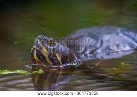 The Face And Body Of A Cumberland Slider Turtle That Is Swimming In The Water In Closeup, Tropical R