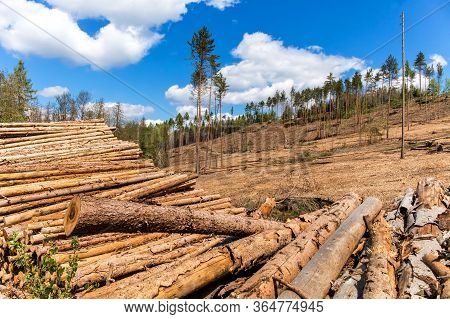 Forest Slope After Felling After Attack By Bark Beetle. Deforestation. Cutted Spruce Forest In The C