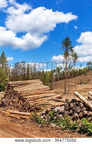 Forest Slope After Felling After Attack By Bark Beetle. Deforestation. Cutted Spruce Forest In The C