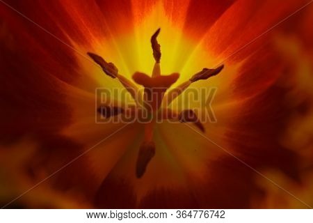 Abstract Floral Background Macro Delicate Flowers Red And Yellow Tulip. Soft Selective Focus. Blurre