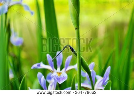 Dragonfl On A Blade Of Grass In The Park