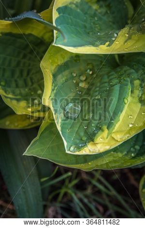 Big Hosta Or Funkia Leaves In Spring Garden