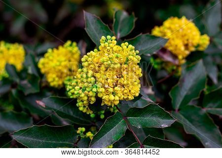 Bright Yellow Mahonia Aquifolium Bush Flowers On Green Leaves Background In The Garden In Spring Sea