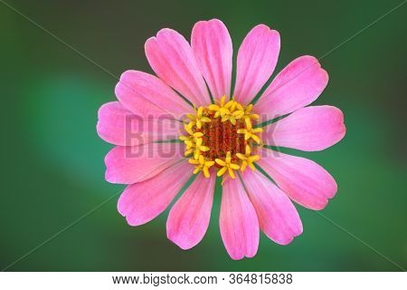 Zinnia Lilliput One Single Garden Flower In Pink With Vibrant Yellow Stamen And Green Bokeh Backgrou