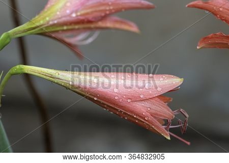 Pink Hippopotamus Or Amaryllis In The Rainy Season.
