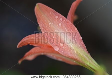 Pink Hippopotamus Or Amaryllis In The Rainy Season.