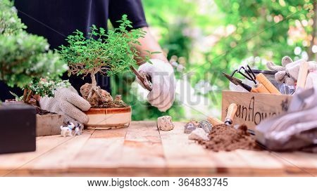 Home Gardening When Lock Down And Self-quarantine. Planting Seeds In Soil At Botanic Garden During T