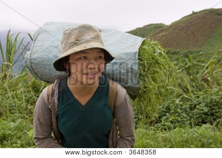 Hmong transportiert Gemüse ins Tal