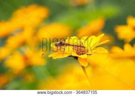 Dragonfly. Macro. A Large Dragonfly Sits On A Yellow Flower. Summer And Spring Backgrounds