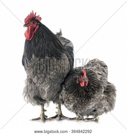 Orpington Chicken In Front Of White Background