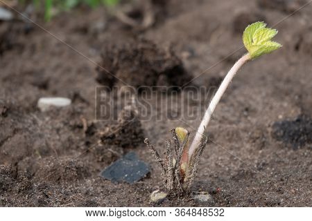 Strawberry Frigo Seedlings Ready To Grow In Garden