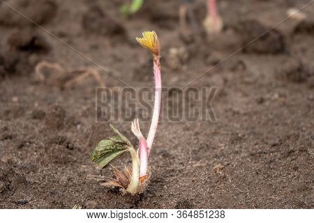 Strawberry Frigo Seedlings Ready To Grow In Garden