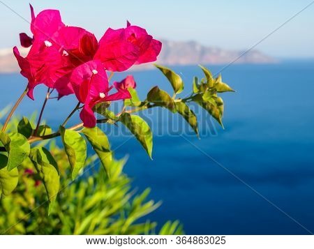 Close Up Photo Of Bougainvillea Flowers, Santorini Sea View. Santorini, Cyclades, Greece.