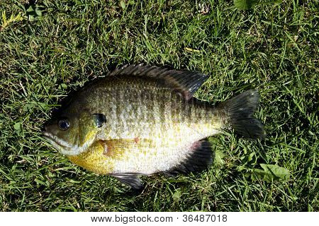 Bluegill lukke