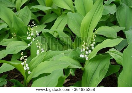 Green Leaves And White Flowers Of Convallaria Majalis In May