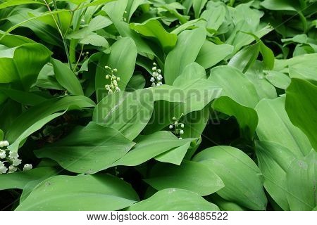 Inflorescences In The Leafage Of Convallaria Majalis In May