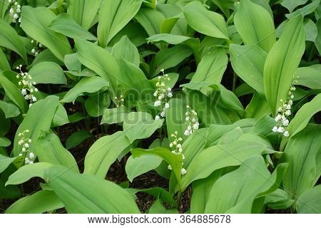 Leaves And White Flowers Of Convallaria Majalis In May