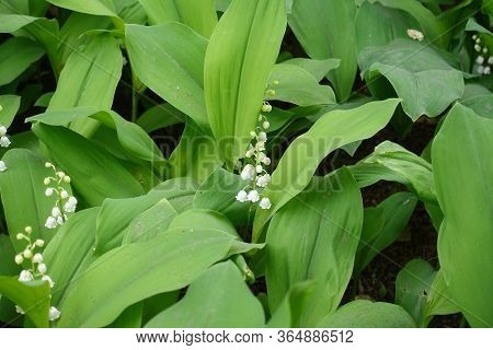 Lush Green Leaves And White Flowers Of Convallaria Majalis In May