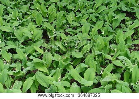 Numerous White Flowers Of Convallaria Majalis In May