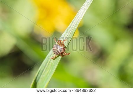 Tick On The Grass, Acarus On Green Grass. Dermacentor Marginatus, Dermacentor Reticulatus.