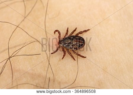 A Dangerous Blood-sucking Insect. Small Brown Spotted Mite, Biological Name Dermacentor Marginatus O