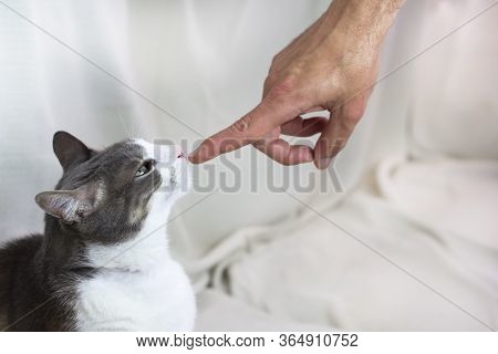 A White Gray Adult Pampered Angry Cat Looking To The Human Hand On White Background. Family Pet. Emo