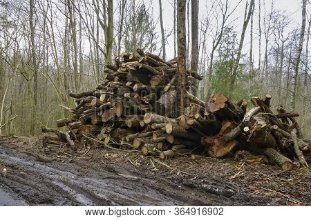 Felled Trees In A Stack, Logs From Felled Tree Trunks