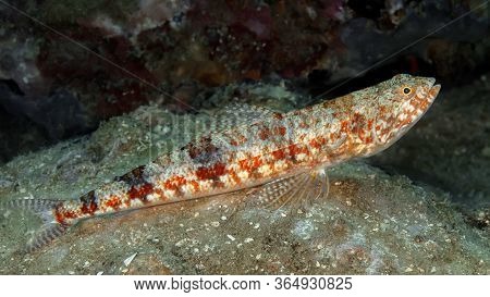 The Lizard Fish (synodus Variegatus) Lies At The Bottom, Its Toothy Mouth Slightly Open, Waiting For