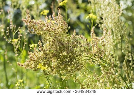 Rumex Confertus Is A Flowering Plant Species In The Family Polygonaceae. It Grows Quickly, Reproduce