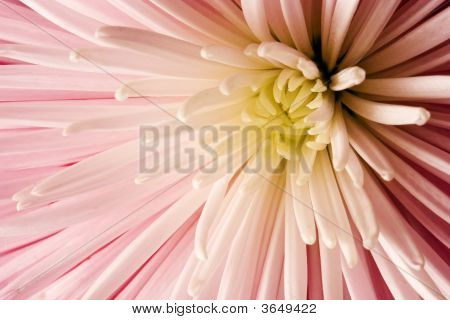粉色大丽花