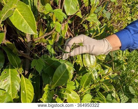 Hop Sprouts, Wild Herb Used In Worldwide Cuisine