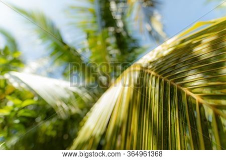 Copy Space Of Blur Green Palm Leaf Tree With Bokeh Sun Ligth Abstract Texture Background. Ecology An