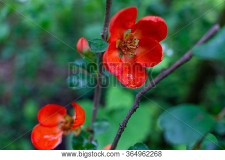 Early Spring Blooms Texas Scarlet Flowering Quince (japanese Chaenomeles) Red Flowers With Raindrops
