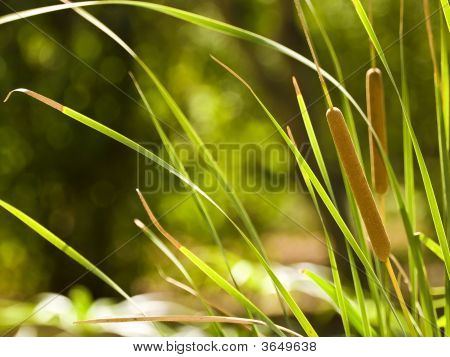 Typha Latifolia