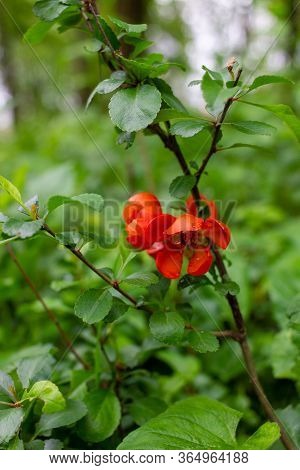 Early Spring Blooms Texas Scarlet Flowering Quince (japanese Chaenomeles) Red Flowers With Raindrops