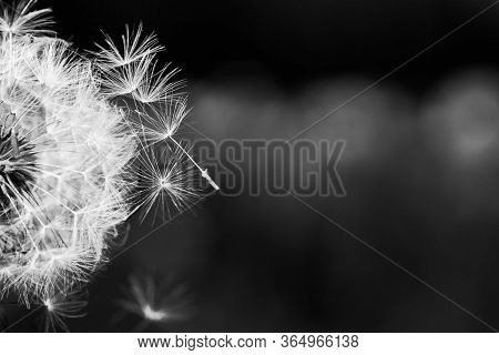 Dandelion Macro Nature On Black And White. Artistic Abstract Nature Closeup, Spring Summer Dandelion