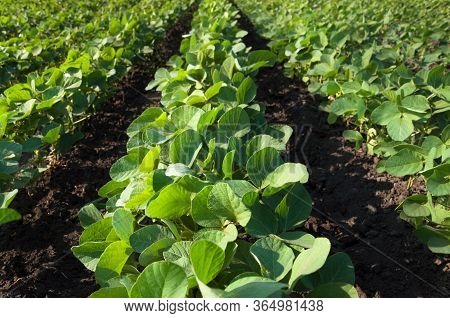 Agricultural Field With Soybean Crops. Young Soy Plants Grow In Rows.