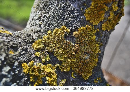 A Closeup Of A Tree Lichen Enlarged In A Beautiful Yellow Green Color.